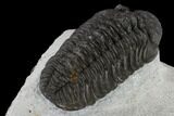 Adrisiops Weugi Trilobite - Recently Described Phacopid #115231-5